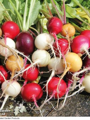 Radish 'Rainbow Mix' Seeds, Suttons