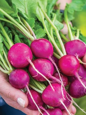 Radish 'Royal Purple' Seeds, Suttons