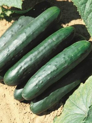 Raider Hybrid Cucumber Seeds, OSC