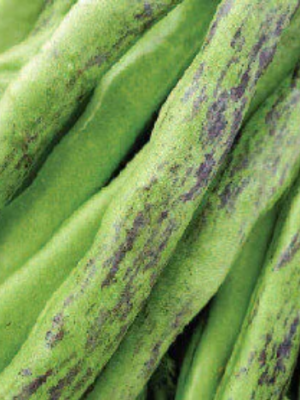 Rattlesnake Pole Bean Seeds, OSC