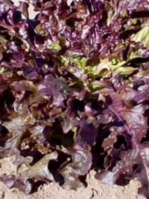 Red Oakleaf Lettuce Seeds, OSC