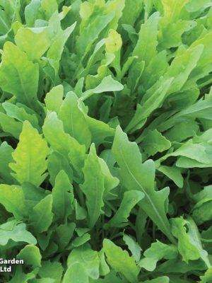 Rocket 'Wild' Seeds, Suttons