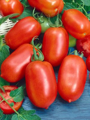 Roma VF Tomato Seeds, OSC
