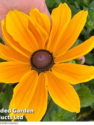 Rudbeckia 'Viviani' Seeds, Suttons