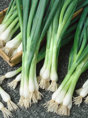 Southport White Globe Onion Seeds, OSC