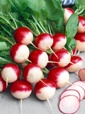 Sparkler White Tipped Radish Seeds, OSC