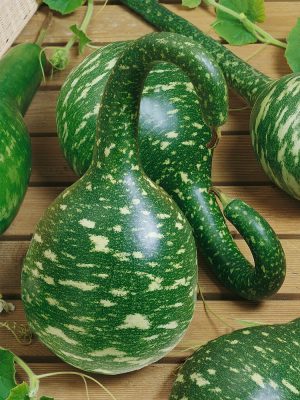 Speckled Swan Gourd Seeds, OSC