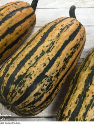 Squash 'Honeyboat' Seeds, Suttons