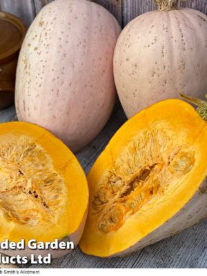 Squash Jumbo Pink Banana (Winter) Seeds, Suttons