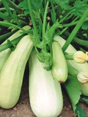Summer Squash Vegetable Marrow Seeds