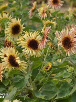 Sunflower 'Astra Rose' Seeds, Suttons