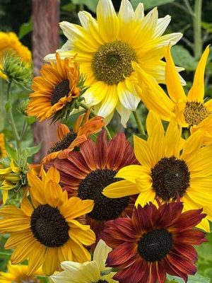 Sunflower 'Beaches Mix' Seeds, Suttons