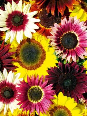 Sunflower 'Cut Flower Mix' Seeds, Suttons