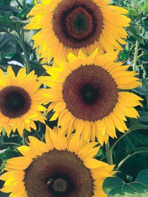 Sunflower 'Full Sun' Seeds, Suttons
