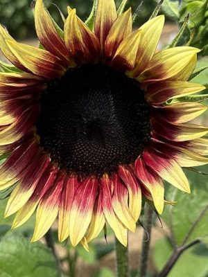 Sunflower 'Ruby Eclipse' Seeds, Suttons