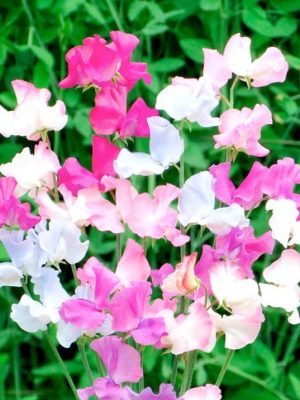 Sweet Pea 'Amethyst & Orchids' Seeds, Suttons