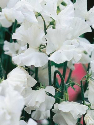Sweet Pea 'Exhibitors Collection' Seeds, Suttons