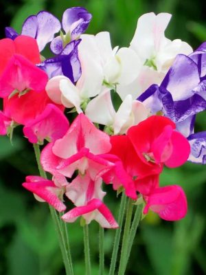 Sweet Pea 'Fragrant Boundary' Seeds, Suttons