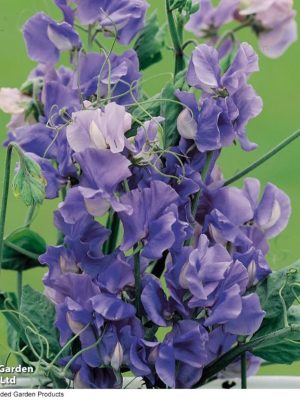 Sweet Pea 'Noel Sutton' Seeds, Suttons