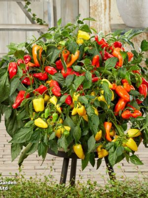 Sweet Pepper 'Peppers from Heaven Trio' F1 Seeds, Suttons