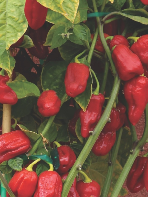 Sweet Pepper Roulette