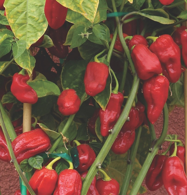 Sweet Pepper Roulette