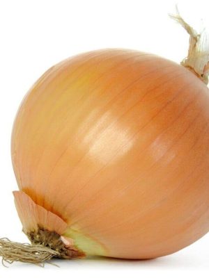 Sweet Spanish Utah Onion Seeds, OSC