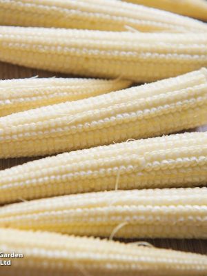 Sweetcorn 'Minipop' F1 Seeds, Suttons