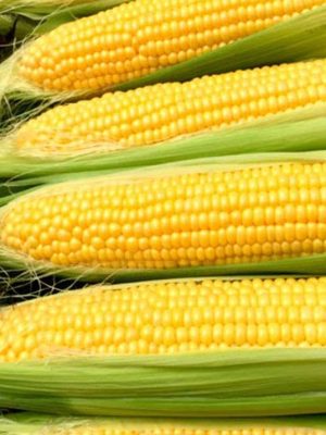 Sweetcorn 'Moonshine' F1 Seeds, Suttons