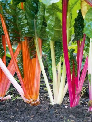 Swiss Chard ' Rainbow Mix' Seed Tape, Suttons