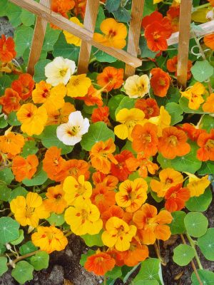 Tall Climbing Mixed Nasturtium Seeds, OSC