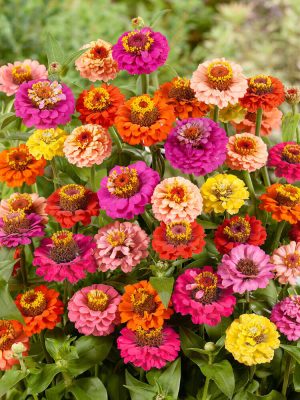 Thumbelina Dwarf Mixture Zinnia Seeds, OSC