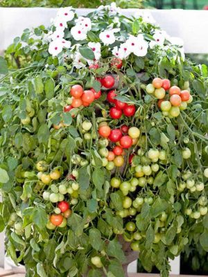Tomato 'Cherry Falls' Seeds, Suttons