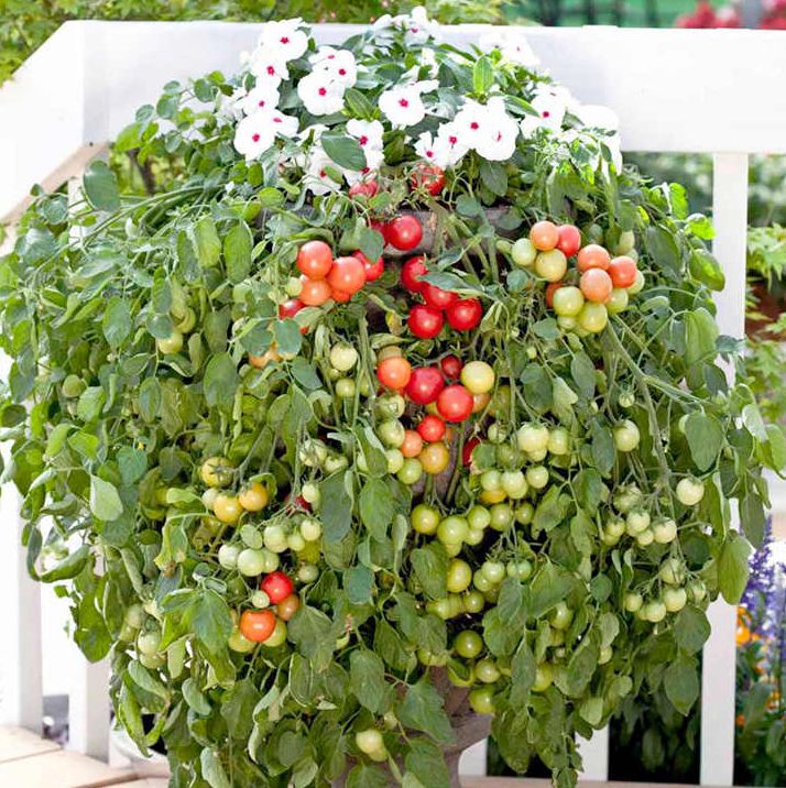 Tomato 'Cherry Falls' Seeds, Suttons