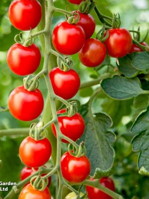 Tomato 'Crimson Cherry' Seeds, Suttons