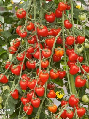 Tomato 'Fraise' Seeds, Suttons