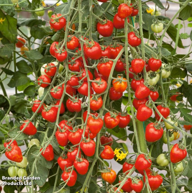 Tomato 'Fraise' Seeds, Suttons