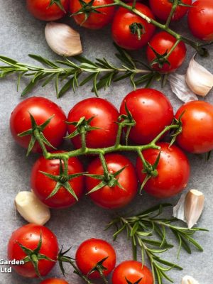 Tomato 'Gardener's Delight' Seeds, Suttons