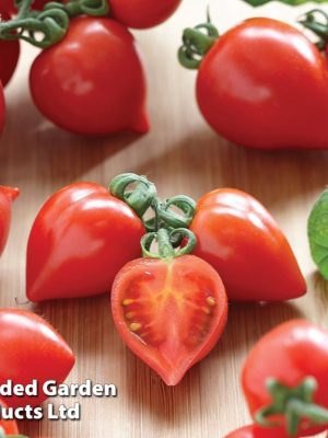 Tomato 'Heartbreakers Vita' F1 Seeds, Suttons