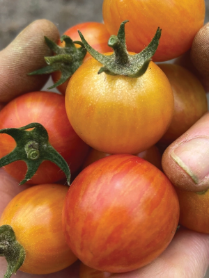 Tomato Sunrise Bumblebee