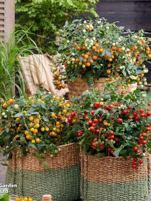 Tomato 'Tiny Temptations Mixed' Seeds, Suttons