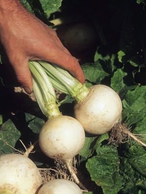 Turnip 'Snowball' Seeds, Suttons