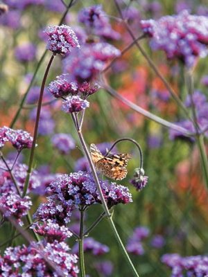 Verbena bonariensis 'Purple Elegance'