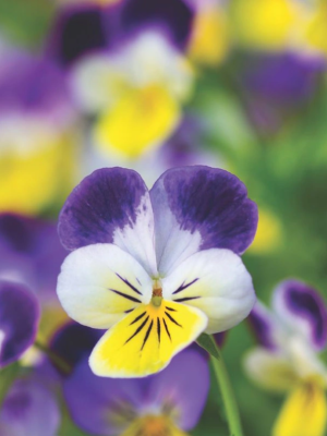 Viola Helen Mount