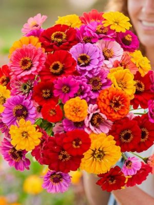 Zinnia 'Dahlia Flowered Mixed' Seeds, Suttons