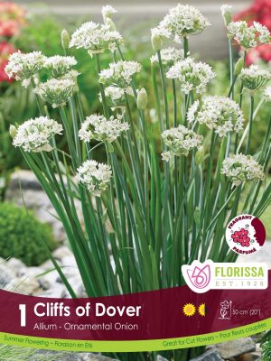 Allium Cliffs of Dover Bulbs, Florissa