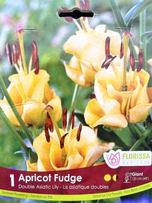 Lily Apricot Fudge Bulbs, Florissa