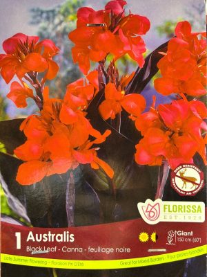 Canna Lily Australis Bulbs, Florissa