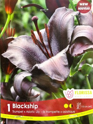 Lily Blackship Bulbs, Florissa