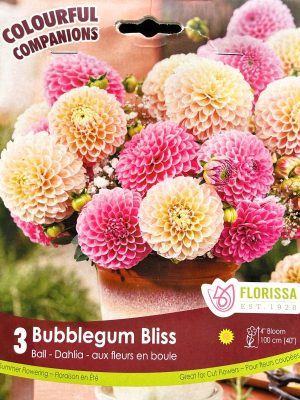 Dahlia Bubblegum Bliss Bulbs, Florissa